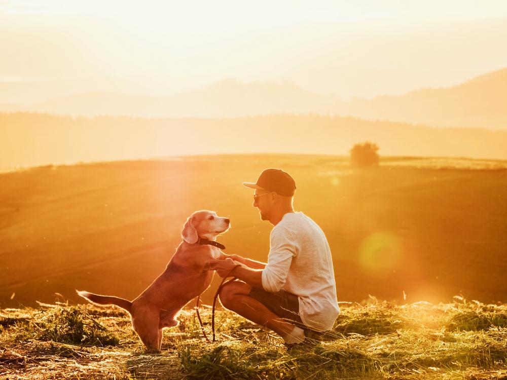 hund-mann-feld wie finden hund und mensch zusammen
