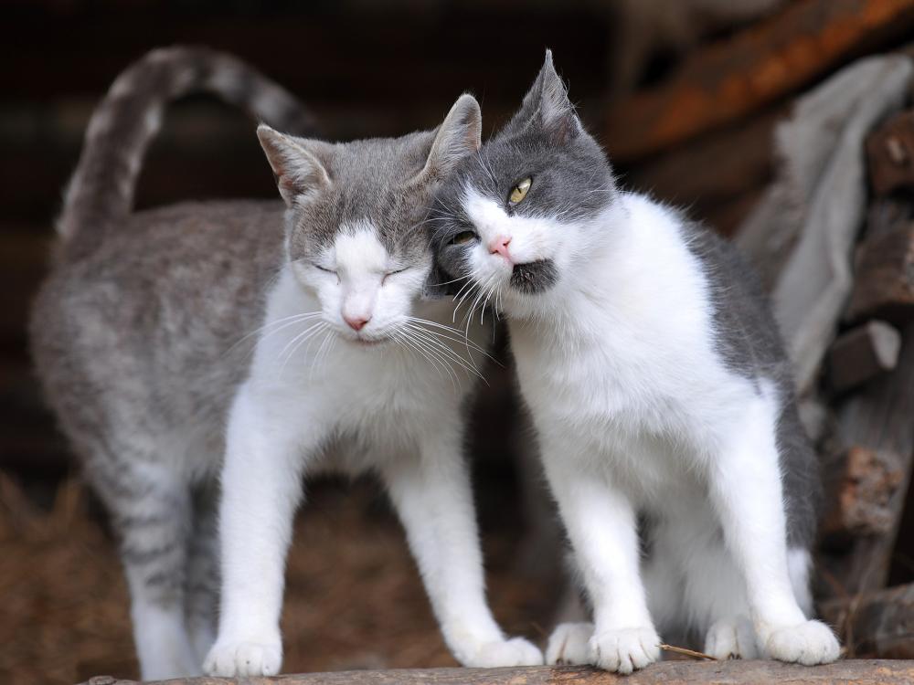 katzenpaar männchen oder weibchen, kater oder katze anschaffen?