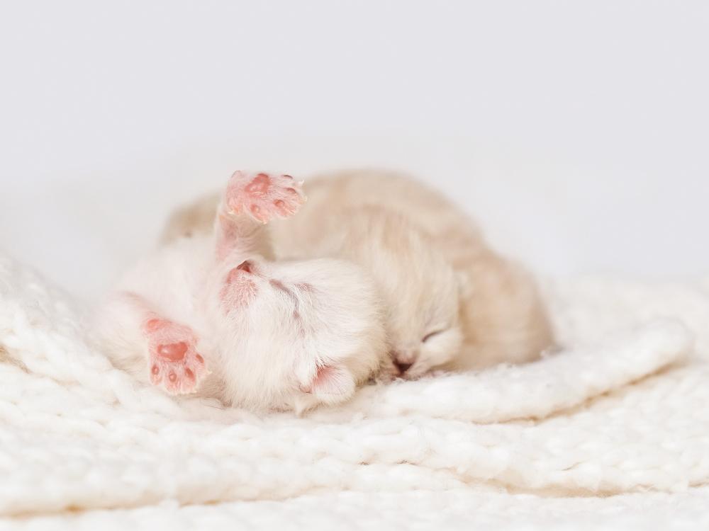 waisenkatze-aufzucht aufzucht von mutterlosen kätzchen