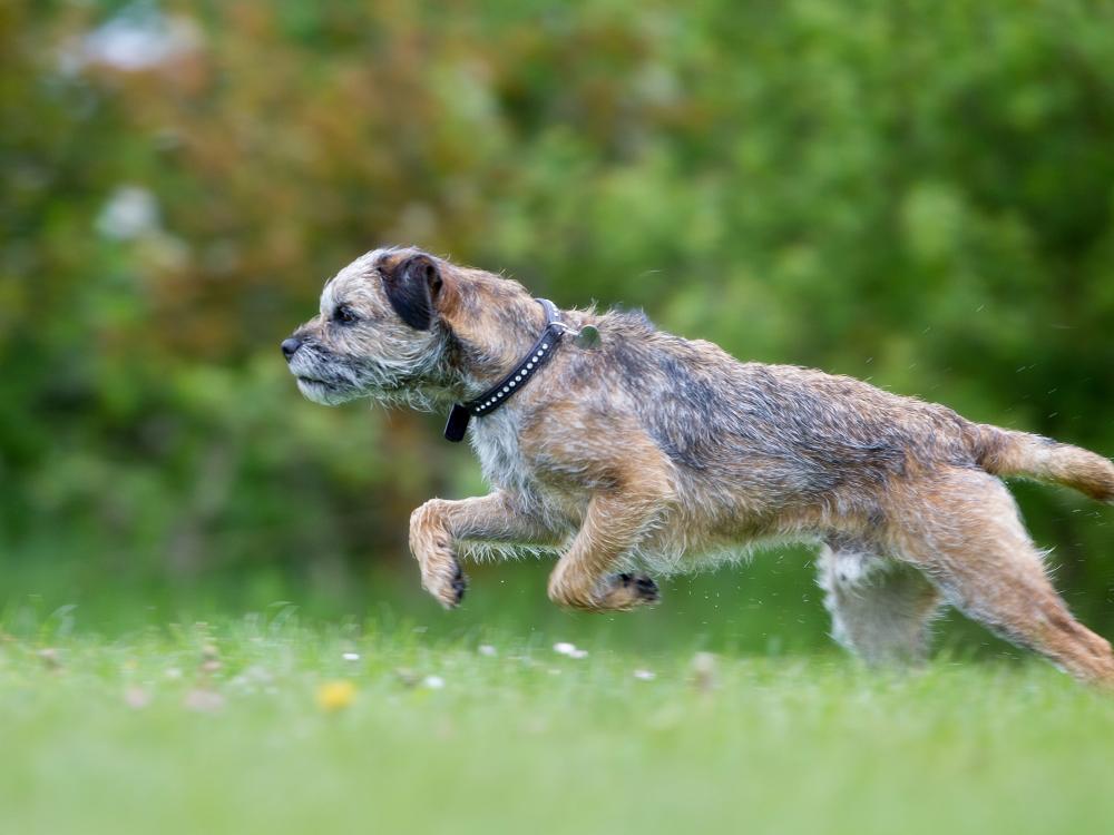 Border Terrier Rasseportrait