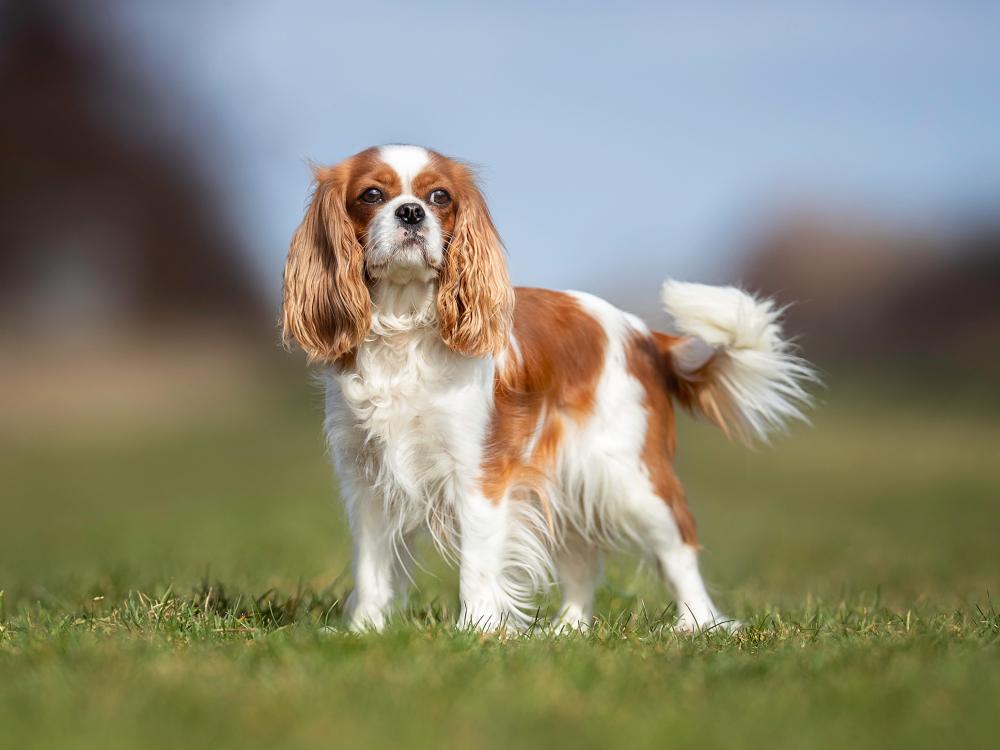 rasseportrait cavalier_king_charles_spaniel