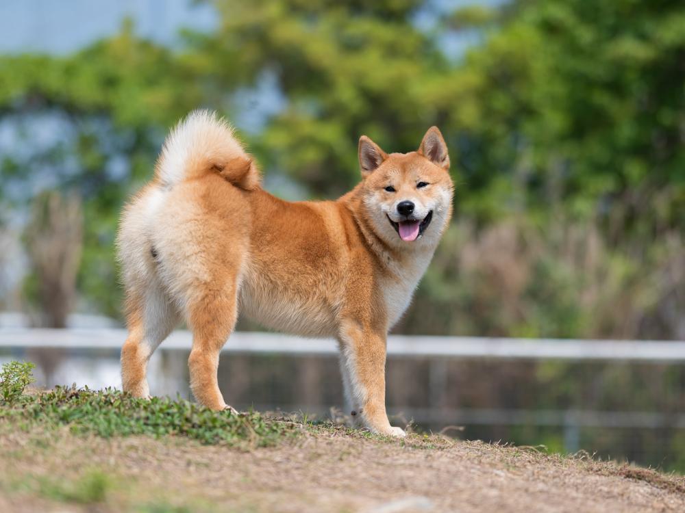 Shiba Inu Rasseportrait