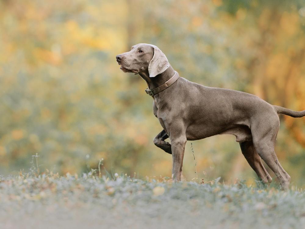 wemaraner rasseportrait