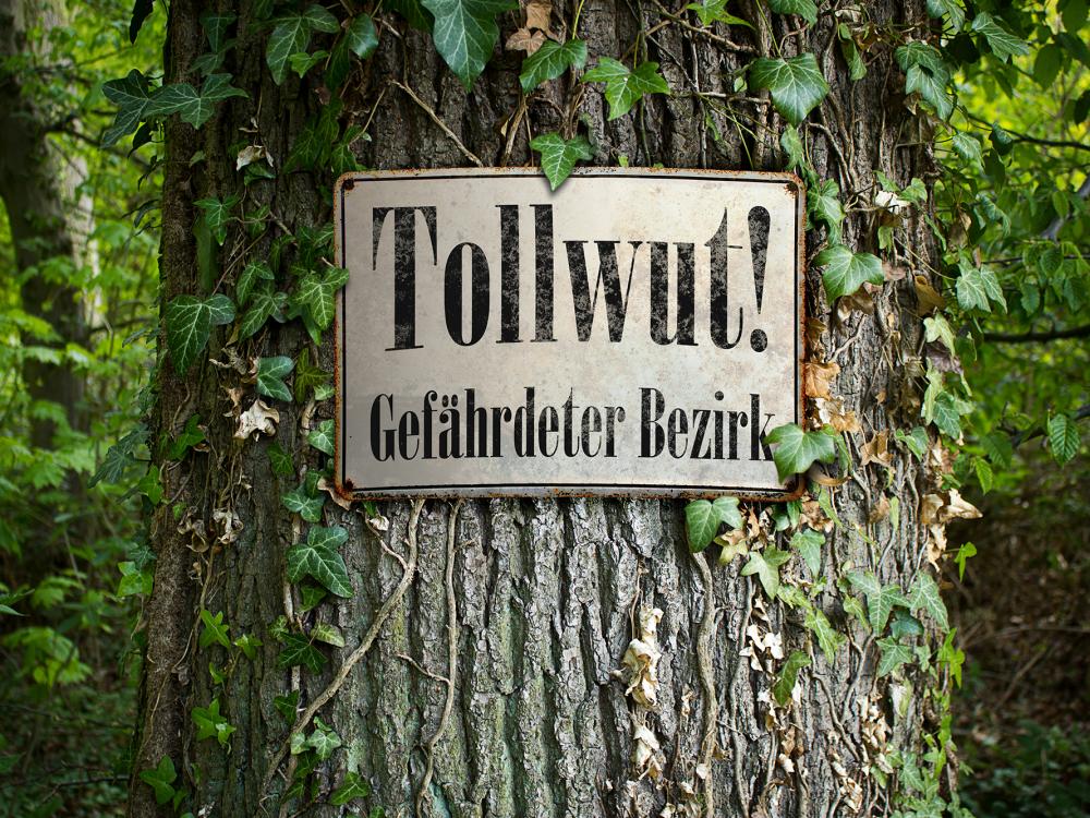 tollwut bei hunden