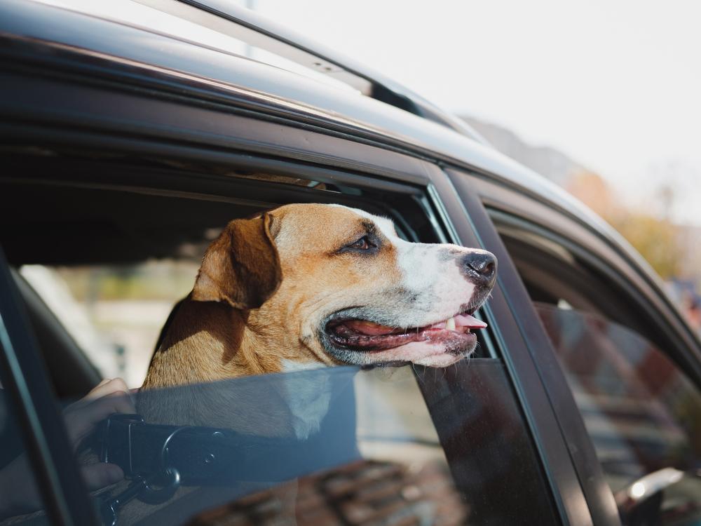 Wenn der Parkplatz zur Todesfalle für den Hund wird