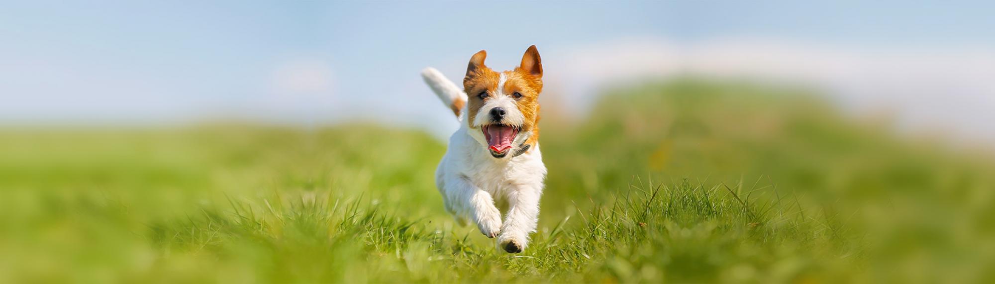 hund ratgebermagazin Hunde