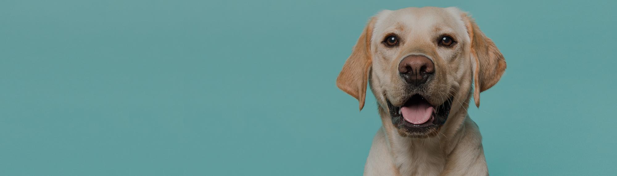 Hund suchen - tierinserate schweiz