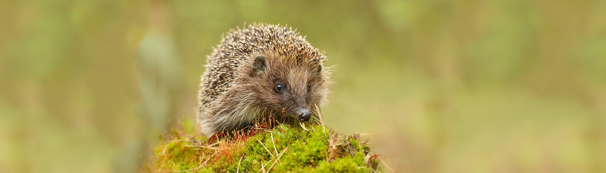 igel in der natur