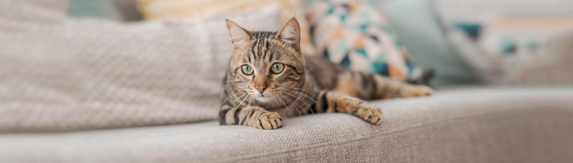 alles über die haltung von hauskatzen