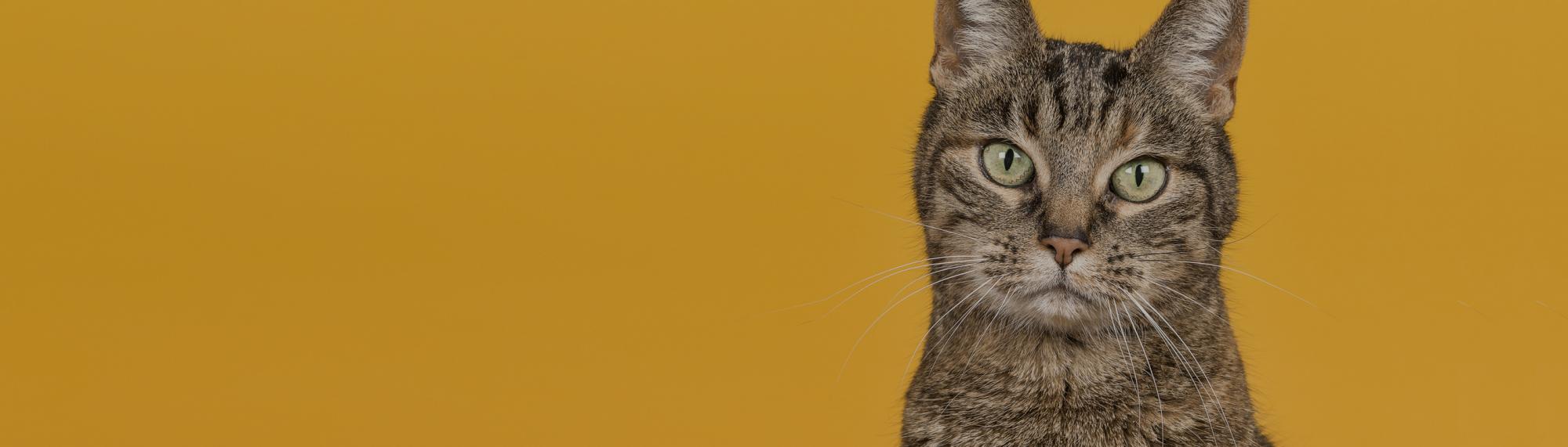 katzen suchen - tierinserate schweiz