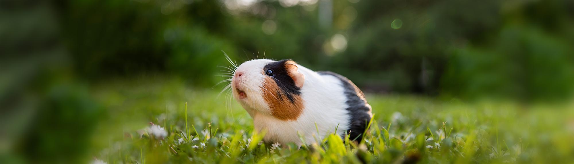 Meerschweinchen Meerschweinchen auf Wiese