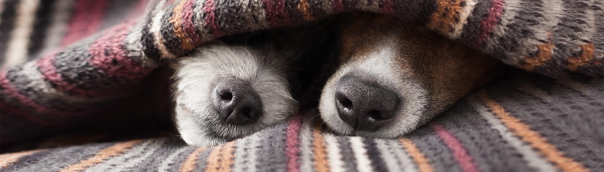 hunde unter decke tierheime