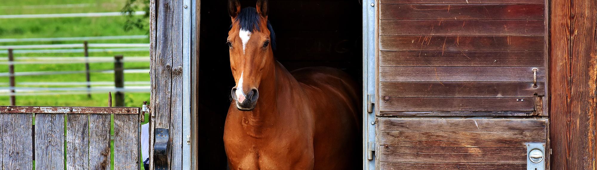 Pferd stall