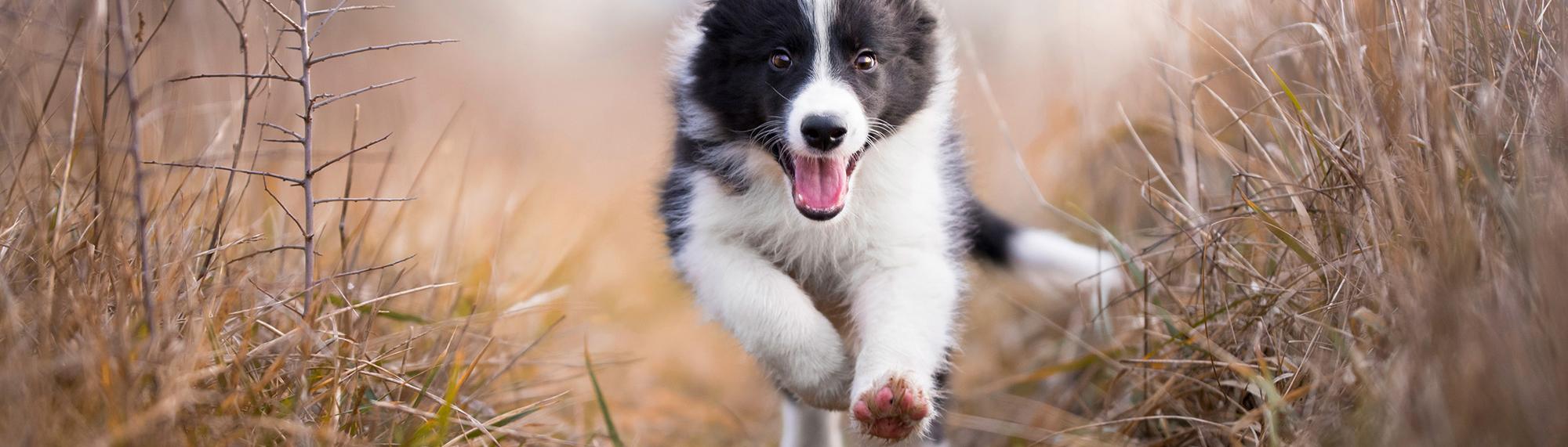 Ist mein Hund hyperaktiv oder einfach ein Energiebündel?