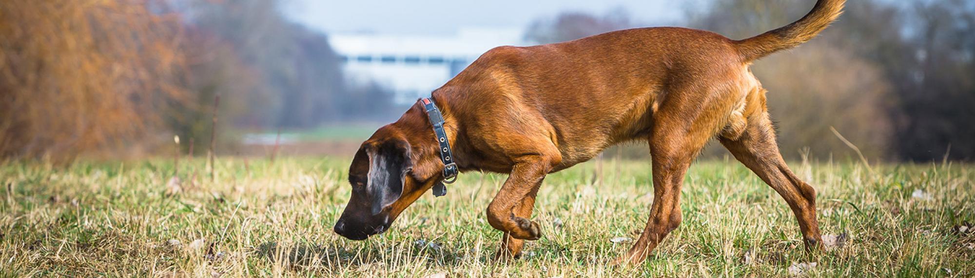 spürhund fährtensuche