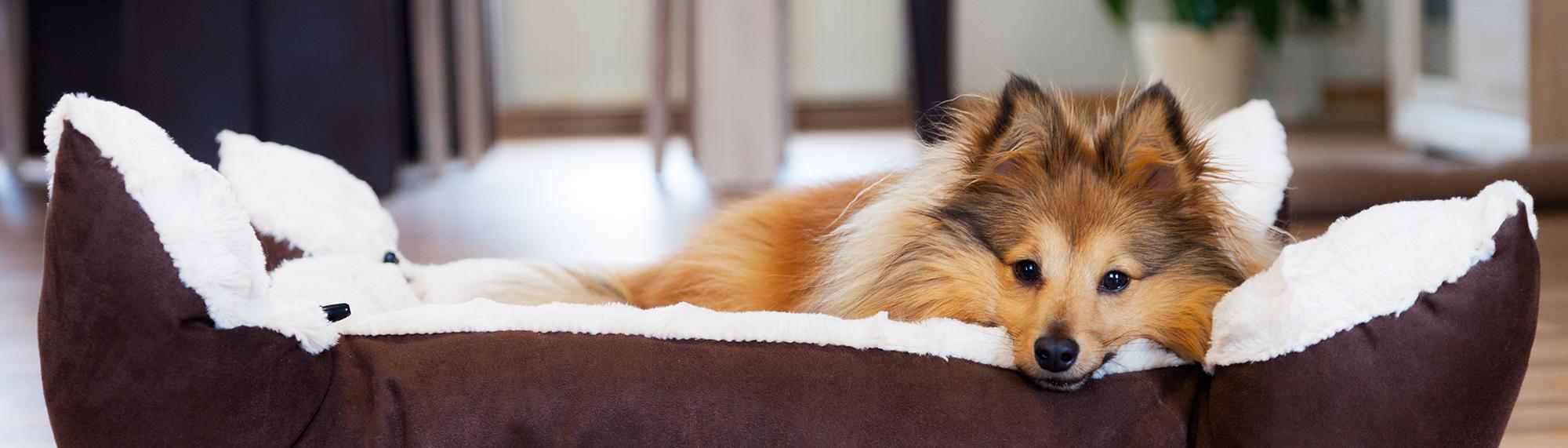 hund im körbchen die ersten tage eines hundes im neuen zuhause