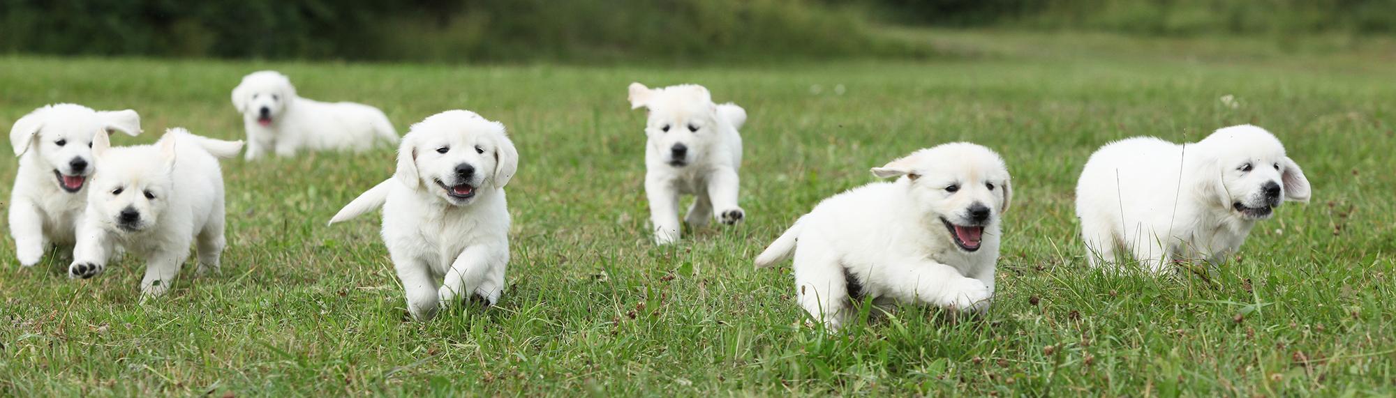welpen springen auf wiese