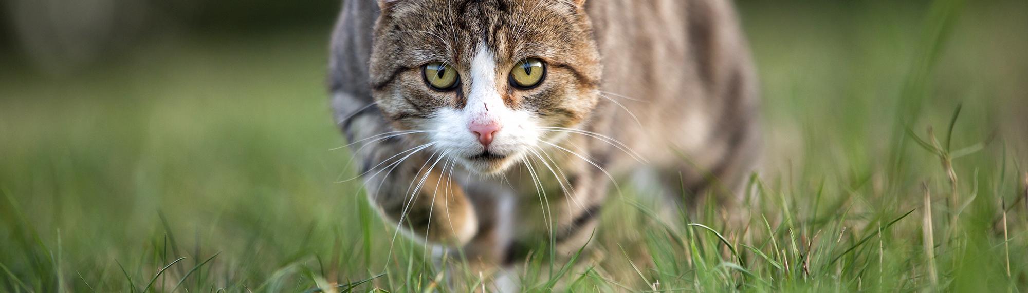 Informationen zur Anschaffung und Haltung von Katzen