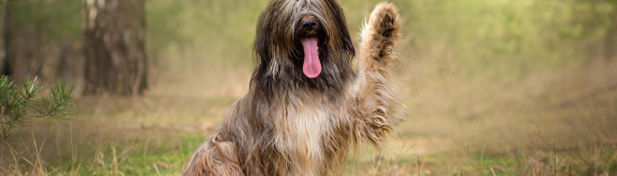 Berger de Brie (Briard) Hunderasse Berger de Brie (Briard) Portrait