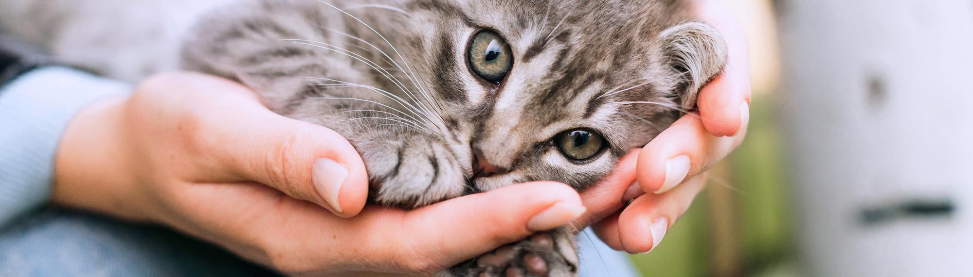 informationen und tipps zur Anschaffung von Katzen