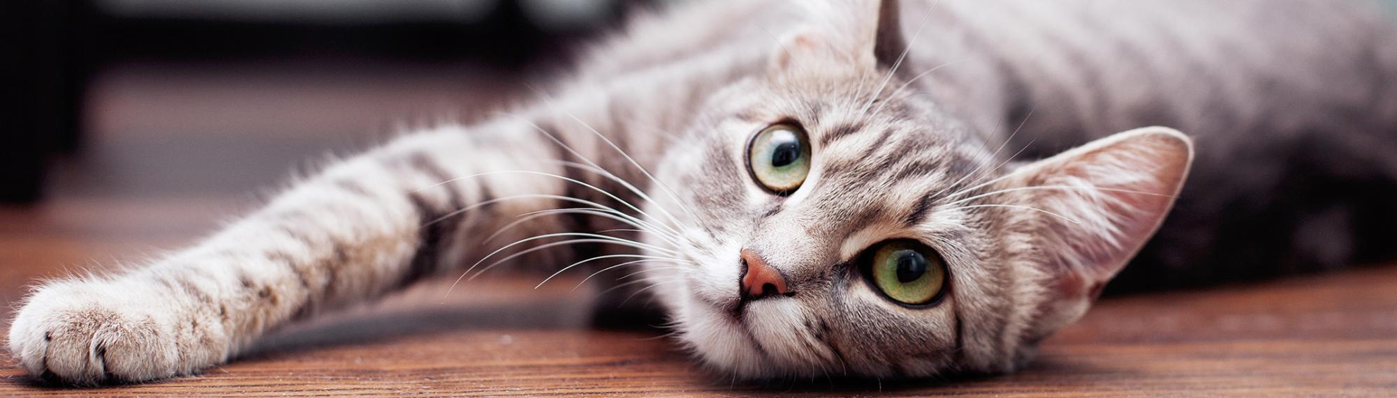 wie kann ich meine katze erziehen? wie kann ich meine katze beschäftigen?