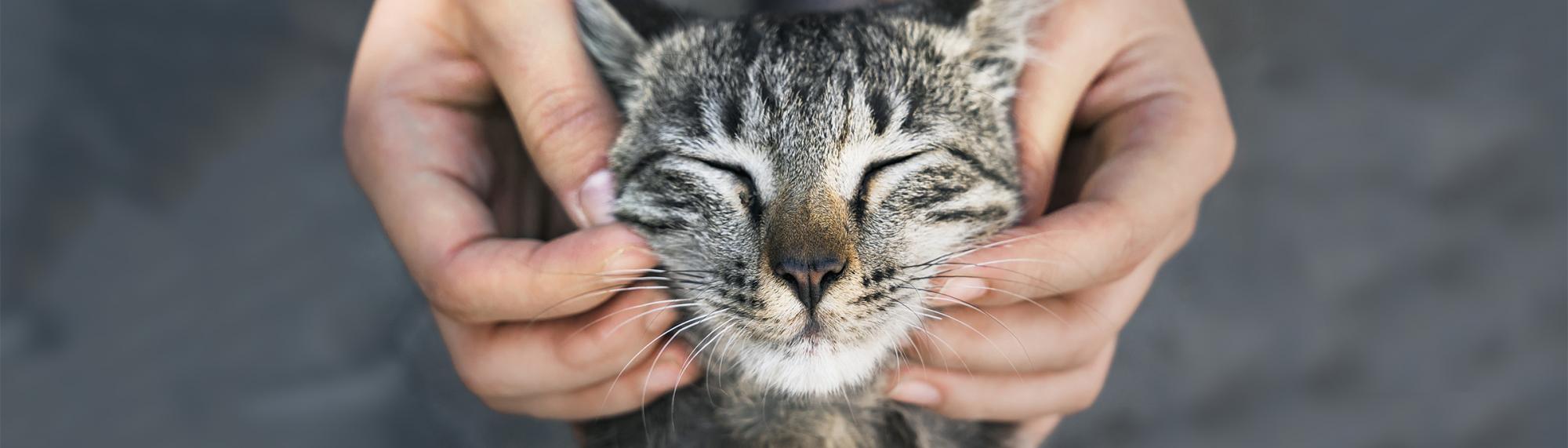 mit diesen informationen und tipps bleibt ihre katze gesund
