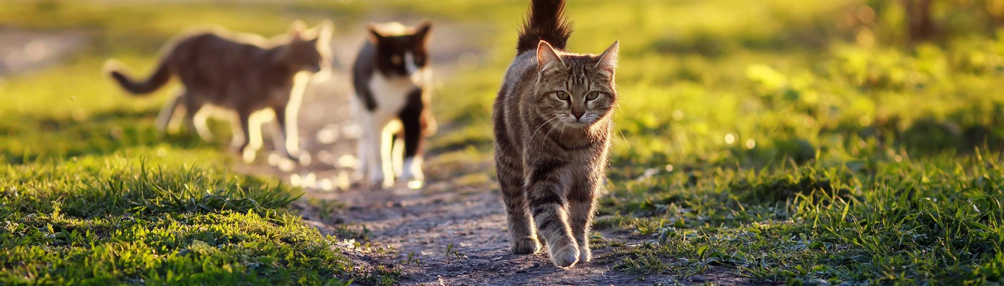 Das Verhalten und die Entwicklung von Katzen