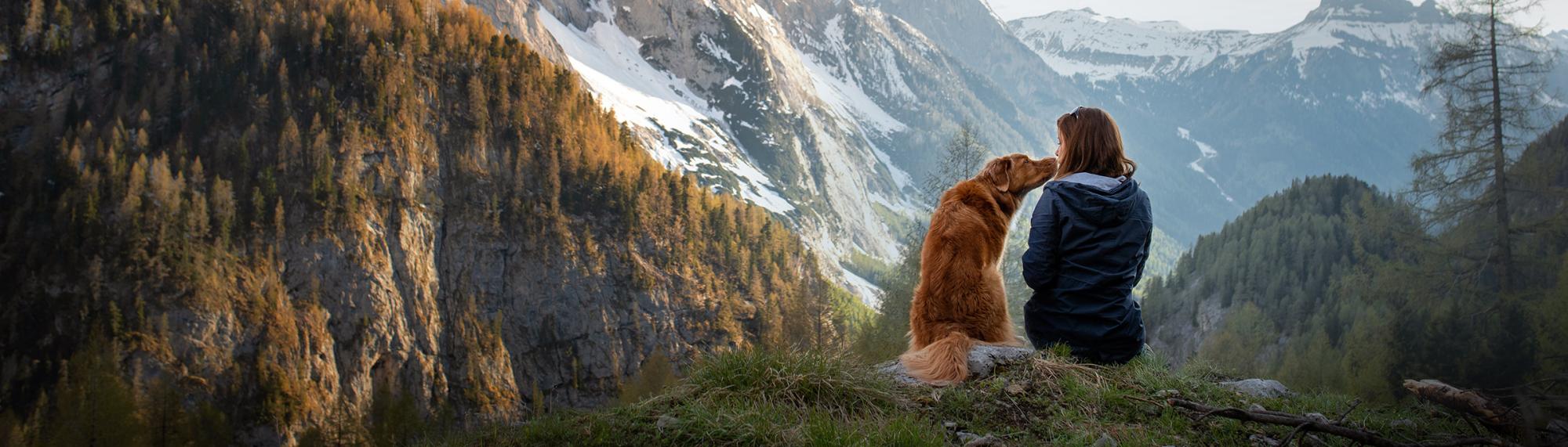 Informationen und Tipps zum Reisen mit Hunden