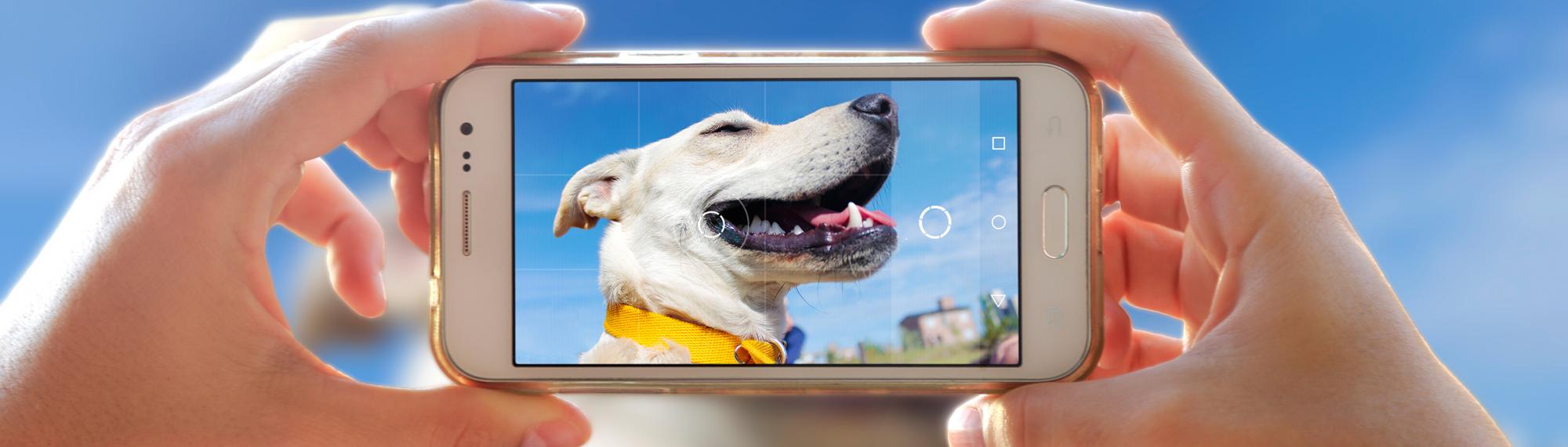 fotografie-hund hunde fotografien für die vermittlung