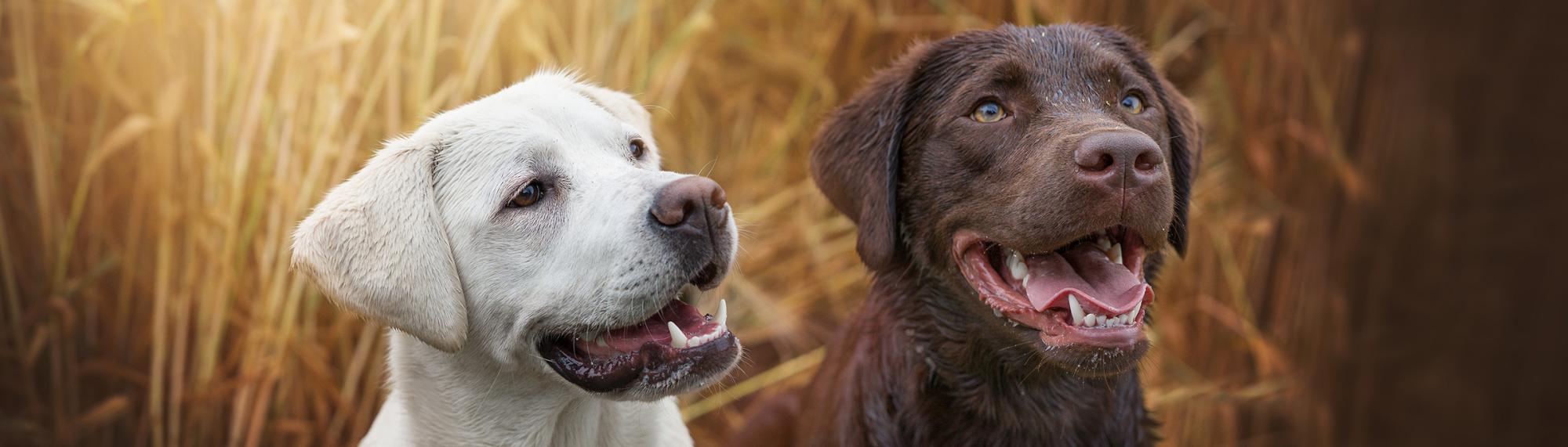 petfinder verein für tiervermittlung und tierschutz setzt sich für tiere ein