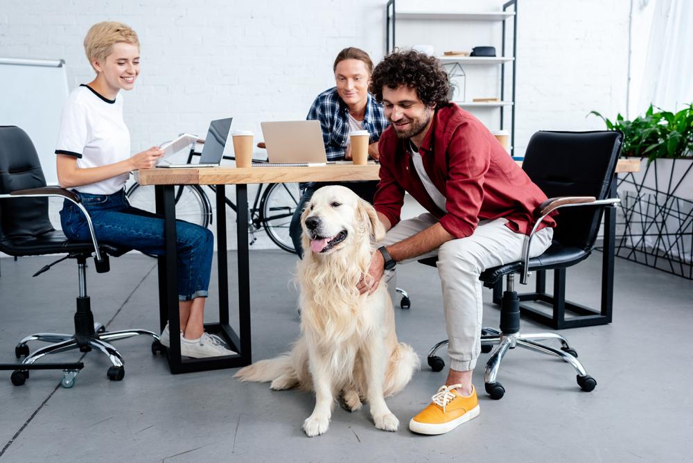 hund im büro