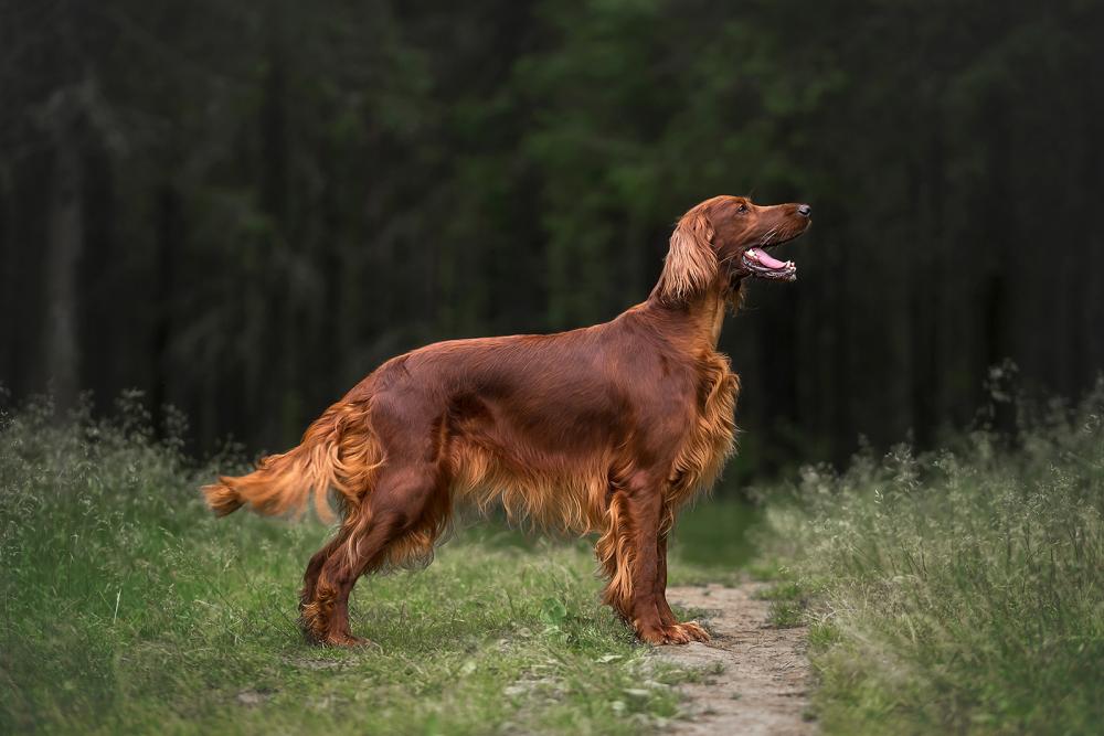 Jagdhunde verlangen einiges an Erfahrung vom Tierhalter