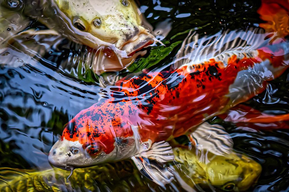 farbige Kois im Gartenteich