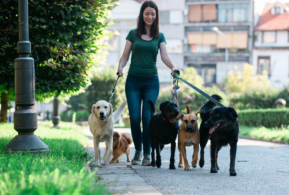 gassi gehen mit mehreren hunden
