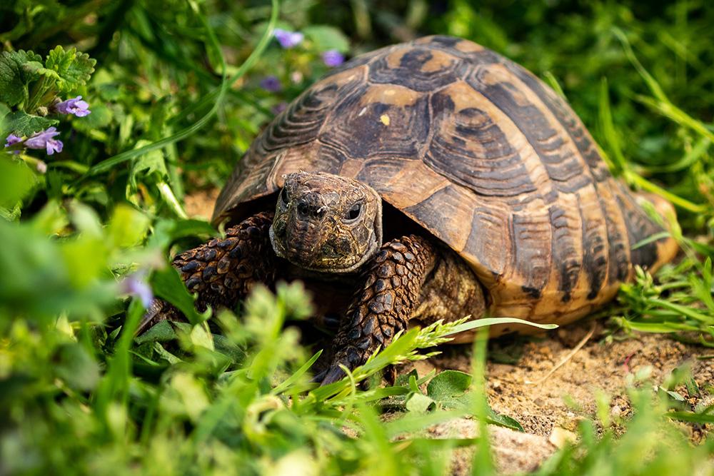 Schildkröten als Haustier halten