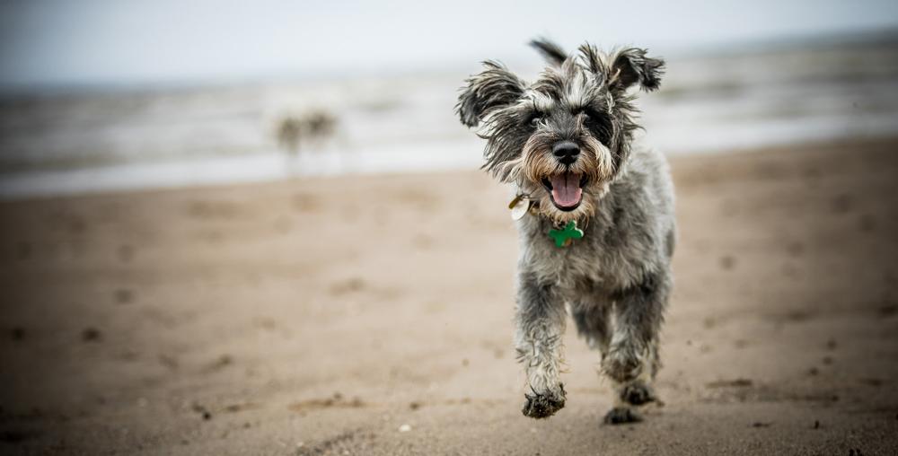 schnauzer