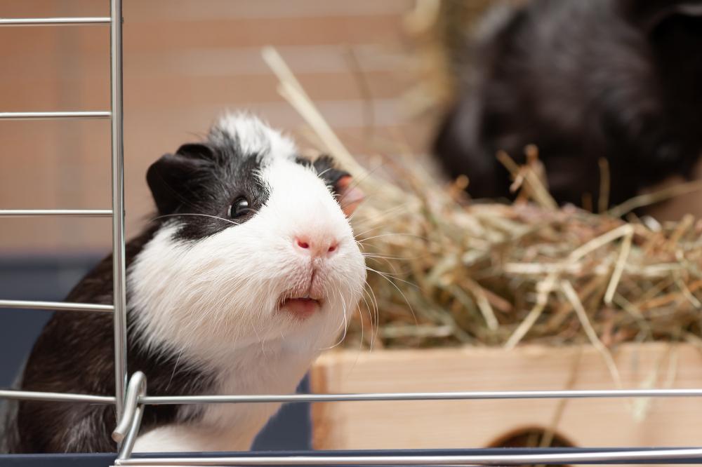 neugieriges Meerschweinchen guckt aus dem Gehege