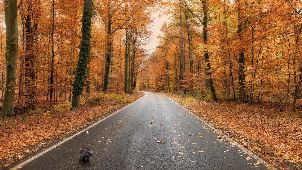 Jedes Jahr sterben Tausende Igel einen unnötigen Tod auf der Strasse oder durch den unsorgfältigen Gebrauch von Motorsensen und Fadenmähern
