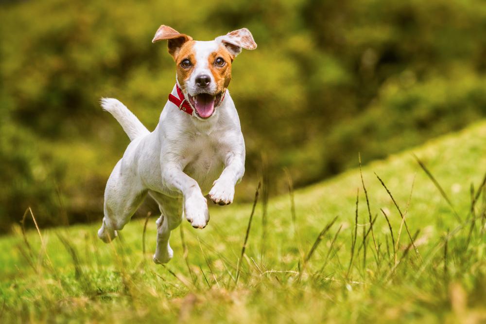 Jack Russell Terrier
