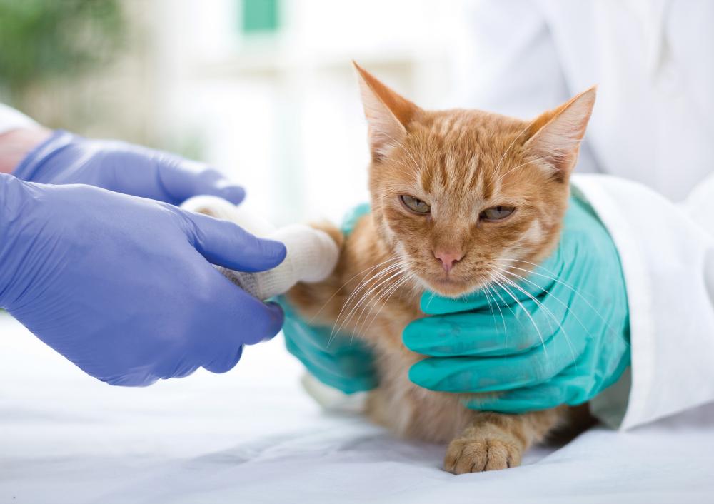Verletzte Tiere sollten immer möglichst schnell zum Tierarzt gebracht werden