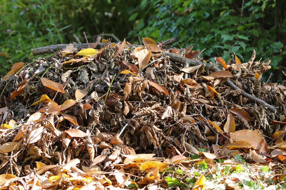 Das bevorzugte Winterquartier der Igel besteht aus Laub und Heu