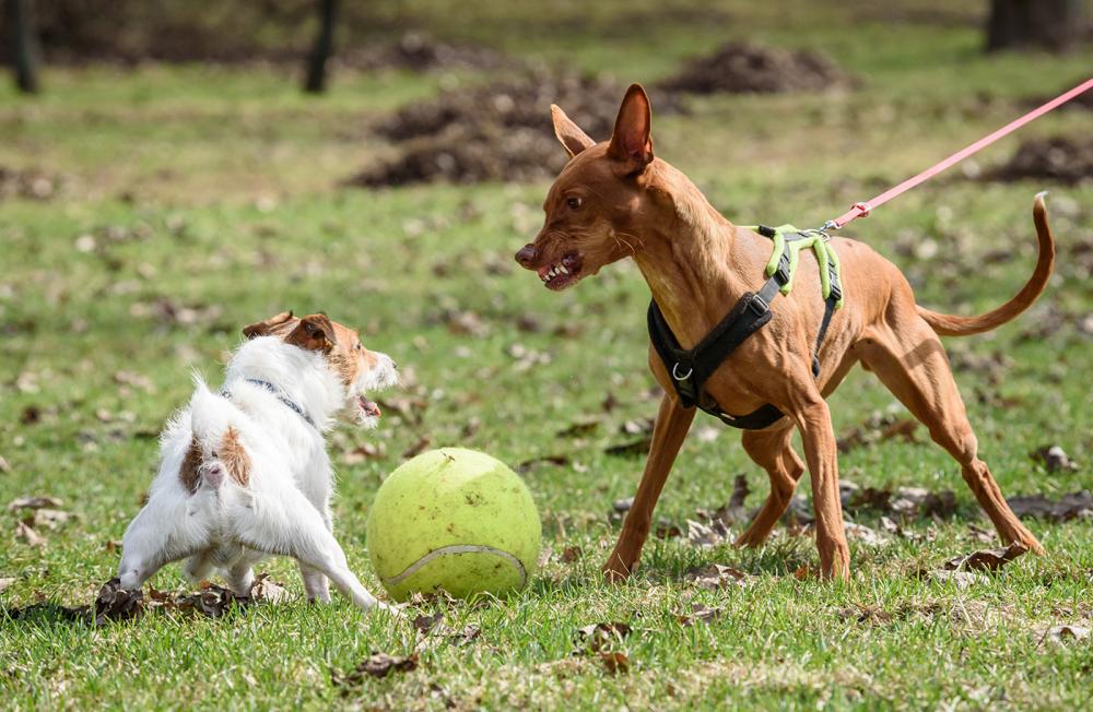 Leinenagressionen bei Hunden sind weit verbreitet