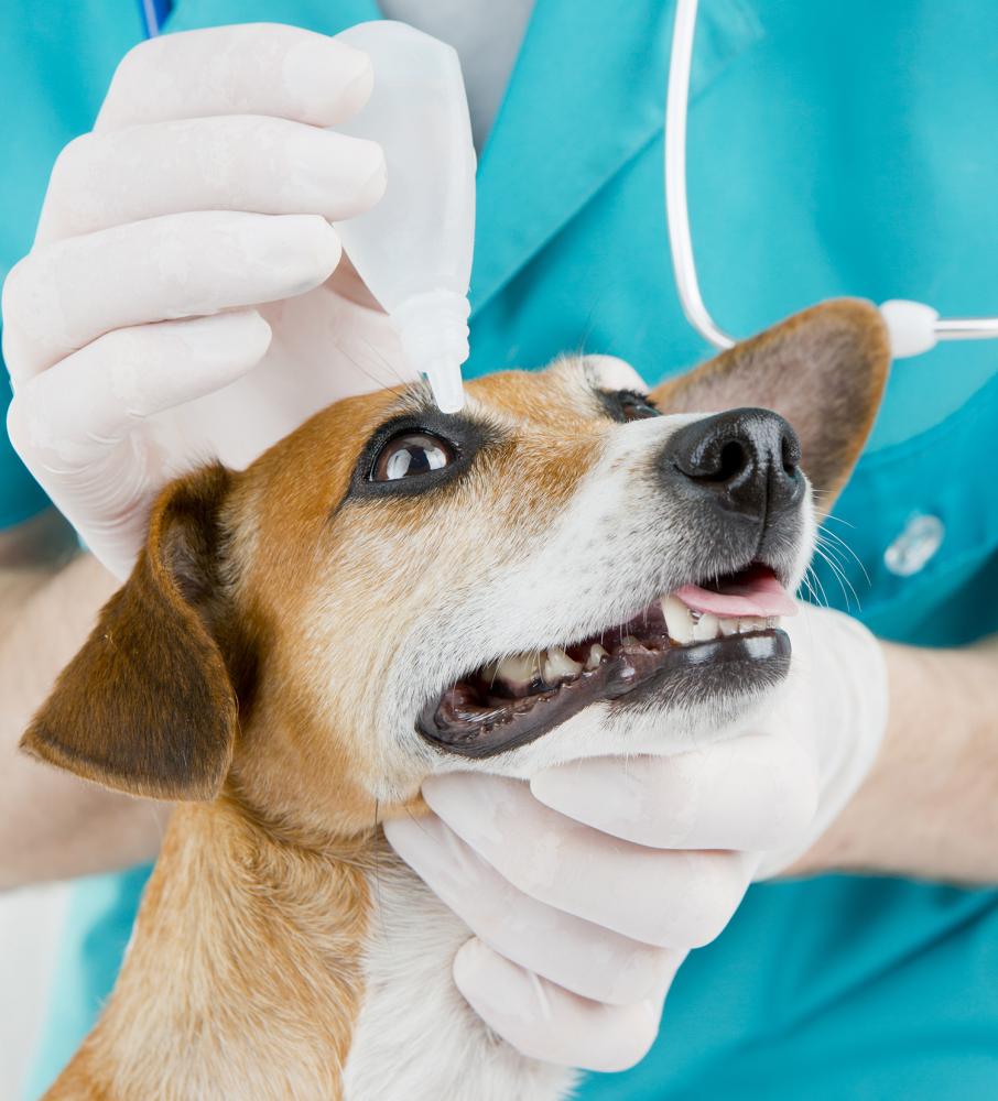 hornhautentzündung hund