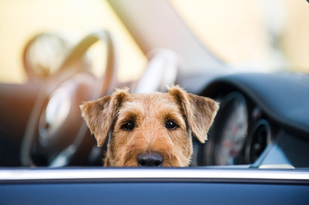 ein zurückgelassener Hund in einem an der Sonne geparkten Auto - eine Todesfalle