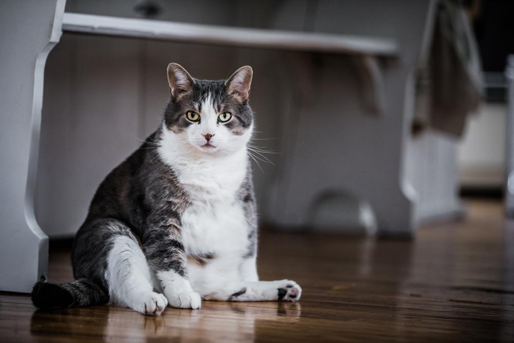 übergewicht bei Hauskatzen