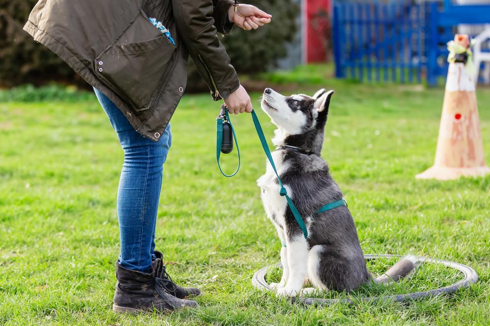 hund in hundeschule