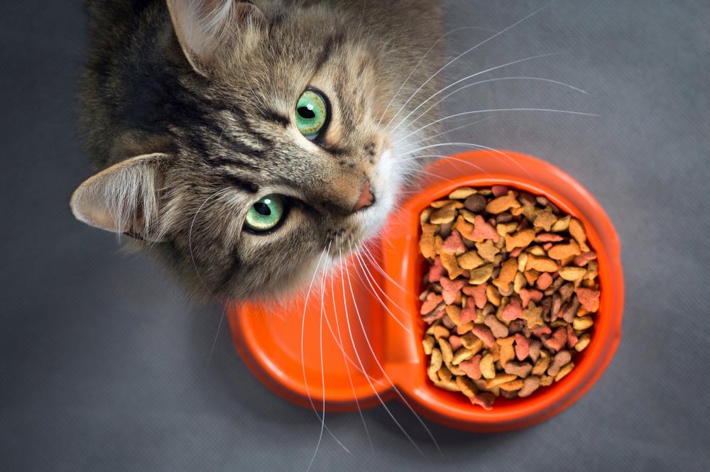 Wenn Katzen Trockenfutter erhalten, ist es wichtig, dass sie genügend trinken. Es empfiehlt sich deshalb, mehrere Trinkstellen in der Wohnung verteilt aufzustellen, um die Katze zum Trinken zu animieren.
