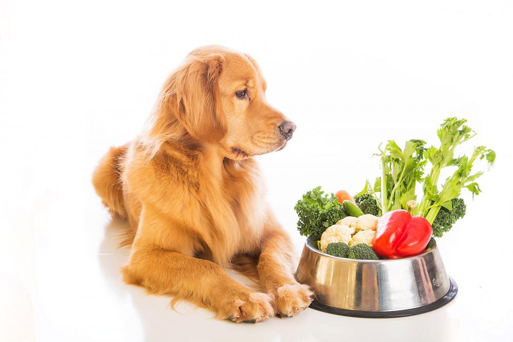 hunde vegetarisch ernähren