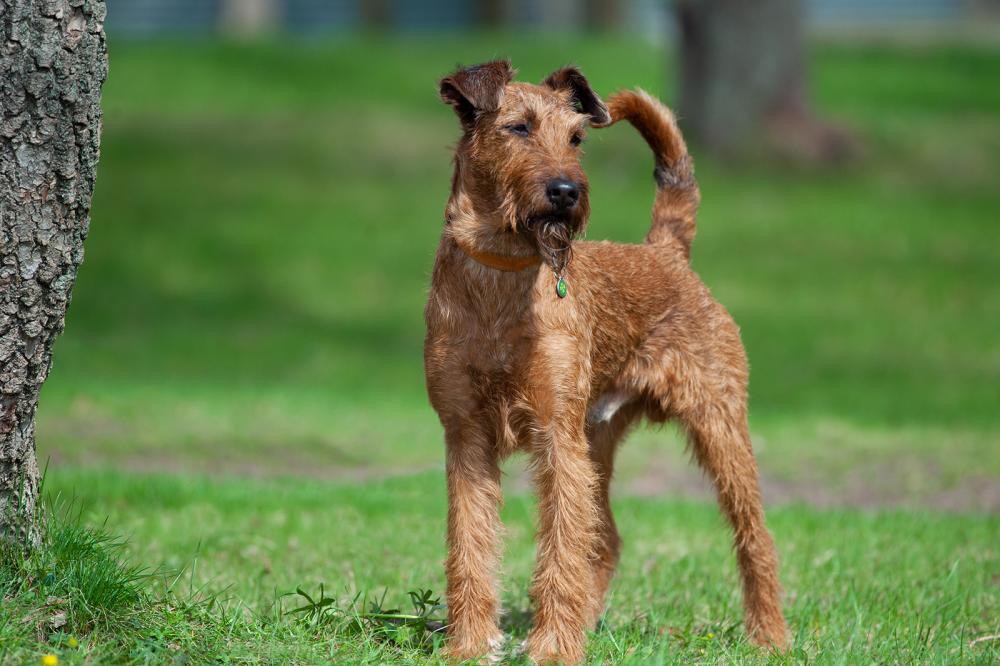 Rasseportrait Irish Terrier anerkannte Hunderasse der FCI Gruppe