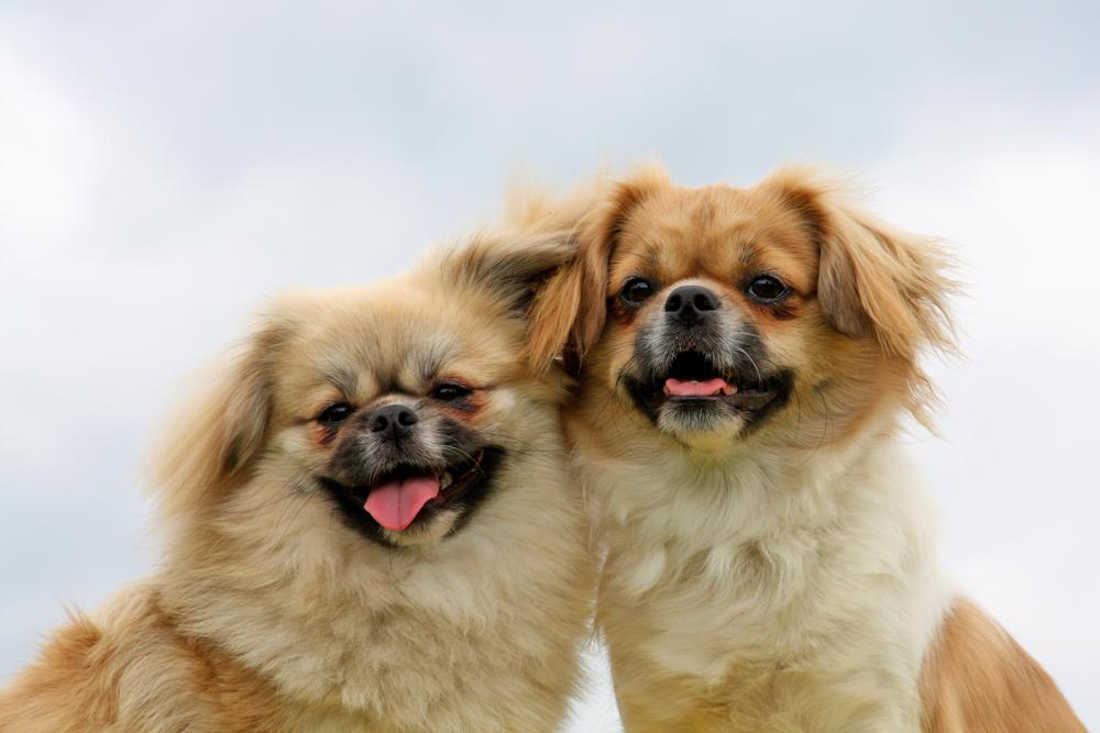 rasseportrait des tibetanischen Spaniel